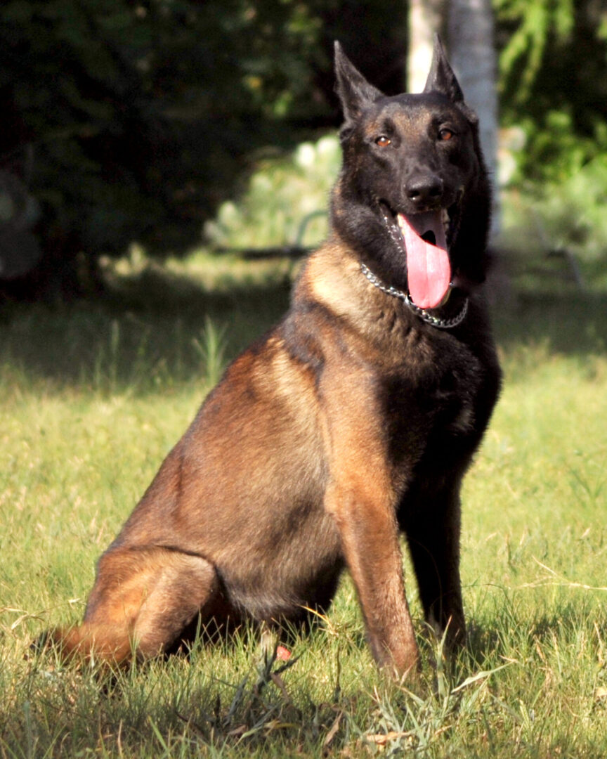 Detection Services - Valley K9